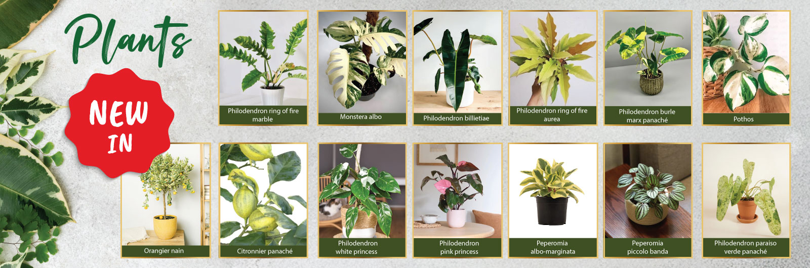 GCX Plants | Mar 2025