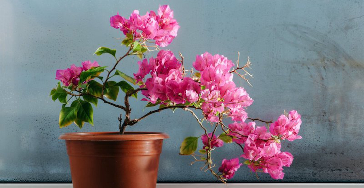 All about bougainvillea