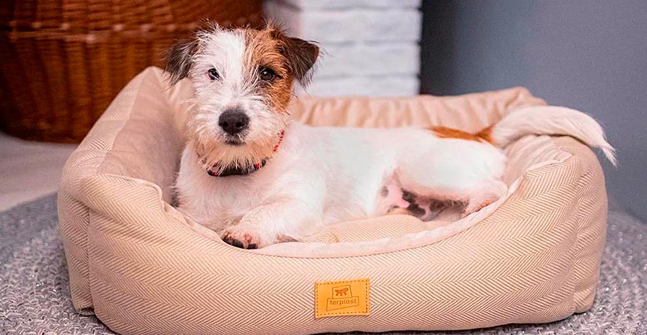 Indulge Your Furry Friends: Stylish Beds and Cushions for Pets