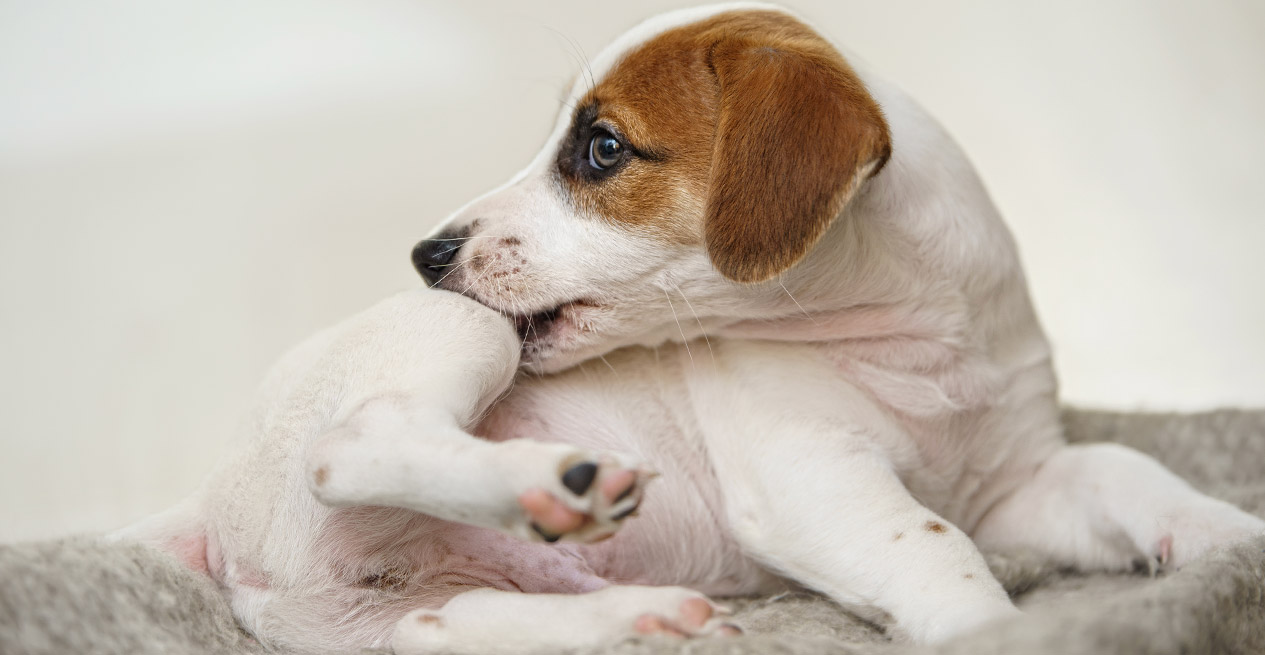 Protect Your Dog from Fleas and Ticks