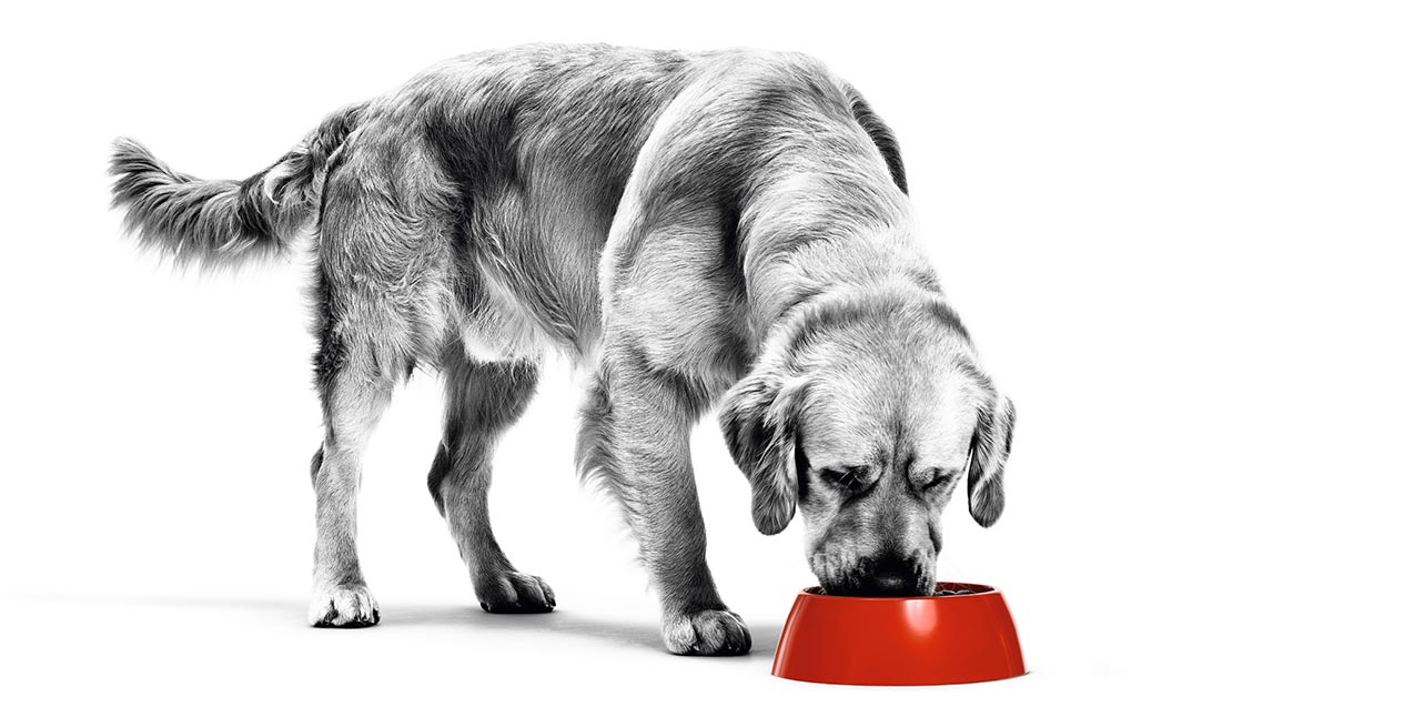 Royal Canin: Tailored Nutrition for a Happy, Healthy Dog